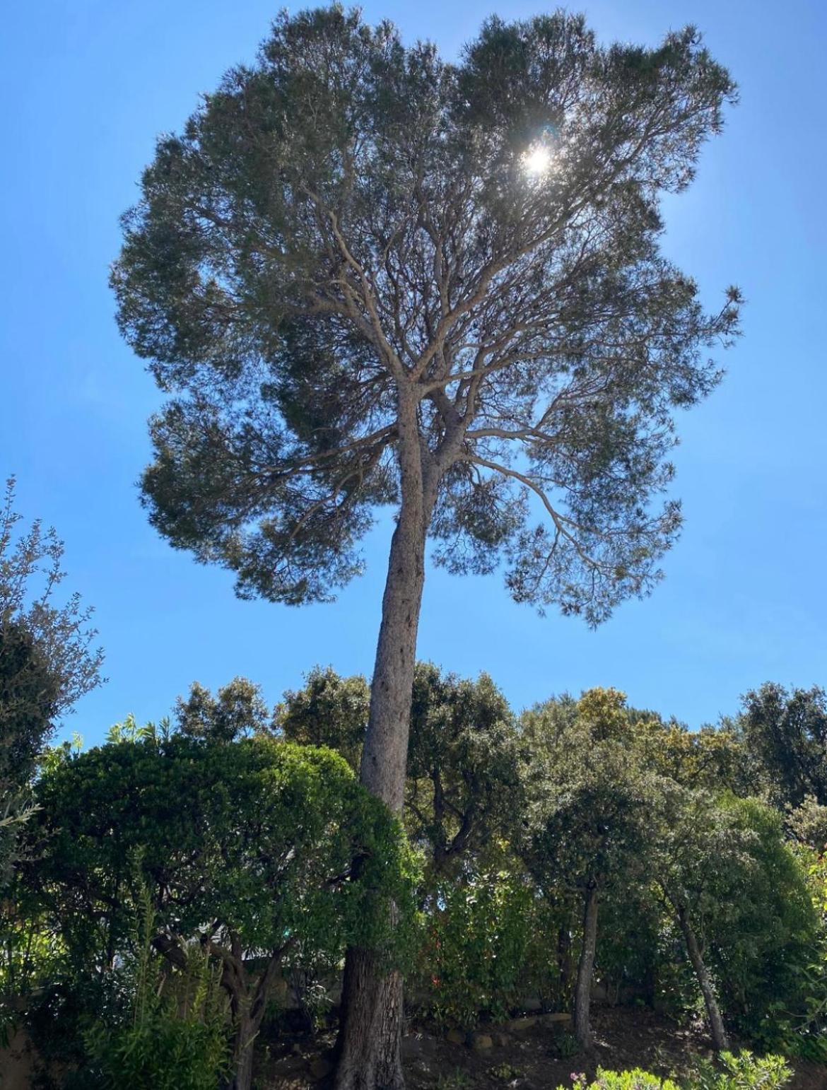 Belle Villa Dans Clos Prive - Saint Raphael Boulouris Dış mekan fotoğraf